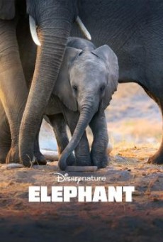 Elephant Disney+